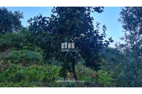 Terra a Ancede e Ribadouro, Porto, Ancede e Ribadouro - € 30.000 | Ref: MC09721 - foto 4