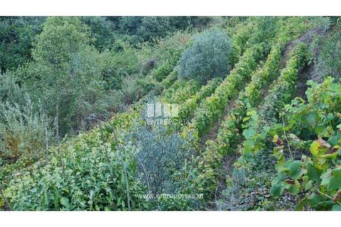 Terra a Ancede e Ribadouro, Porto, Ancede e Ribadouro - € 30.000 | Ref: MC09721 - foto 8