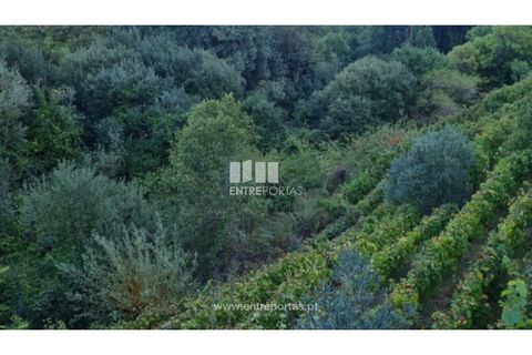 Terra a Ancede e Ribadouro, Porto, Ancede e Ribadouro - € 30.000 | Ref: MC09721 - foto 10