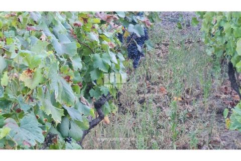 Terra a Ancede e Ribadouro, Porto, Ancede e Ribadouro - € 30.000 | Ref: MC09721 - foto 11