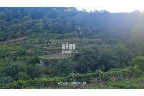 Terra a Ancede e Ribadouro, Porto, Ancede e Ribadouro - € 30.000 | Ref: MC09721 - foto 16