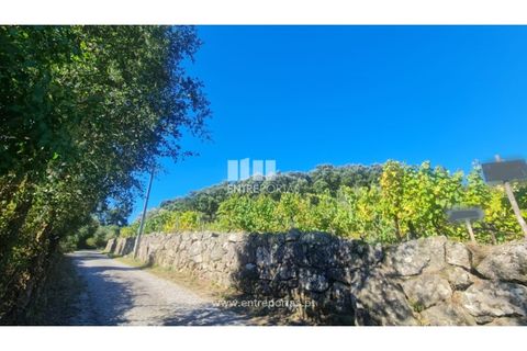 Helårsgrund i Ancede e Ribadouro, Porto, Ancede e Ribadouro - € 37.500 | Ref: MC09731 - foto 2