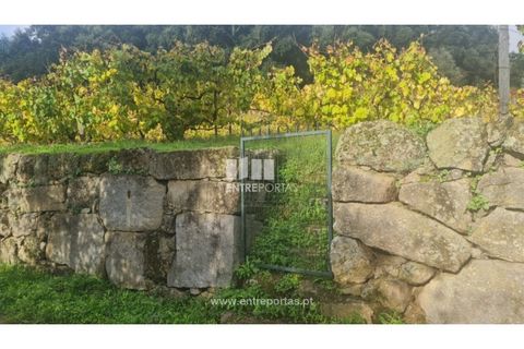 Helårsgrund i Ancede e Ribadouro, Porto, Ancede e Ribadouro - € 37.500 | Ref: MC09731 - foto 3