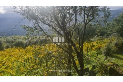 Helårsgrund i Ancede e Ribadouro, Porto, Ancede e Ribadouro - € 37.500 | Ref: MC09731 - foto 6