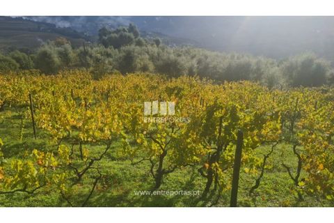 Helårsgrund i Ancede e Ribadouro, Porto, Ancede e Ribadouro - € 37.500 | Ref: MC09731 - foto 7