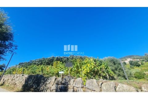 Helårsgrund i Ancede e Ribadouro, Porto, Ancede e Ribadouro - € 37.500 | Ref: MC09731 - foto 8