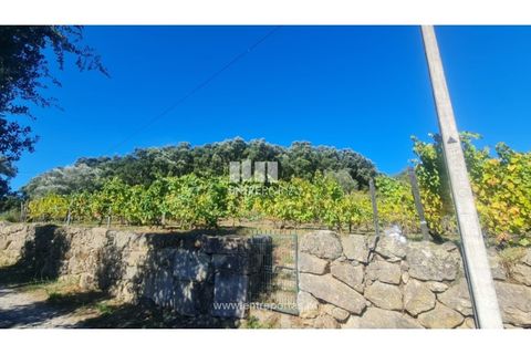 Helårsgrund i Ancede e Ribadouro, Porto, Ancede e Ribadouro - € 37.500 | Ref: MC09731 - foto 10