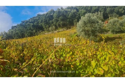 Helårsgrund i Ancede e Ribadouro, Porto, Ancede e Ribadouro - € 37.500 | Ref: MC09731 - foto 14
