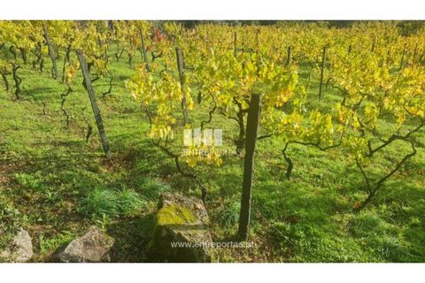 Helårsgrund i Ancede e Ribadouro, Porto, Ancede e Ribadouro - € 37.500 | Ref: MC09731 - foto 15
