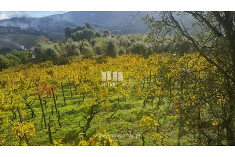 Helårsgrund i Ancede e Ribadouro, Porto, Ancede e Ribadouro - € 37.500 | Ref: MC09731 - foto 16