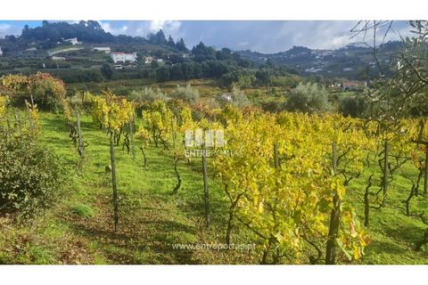 Helårsgrund i Ancede e Ribadouro, Porto, Ancede e Ribadouro - € 37.500 | Ref: MC09731 - foto 17