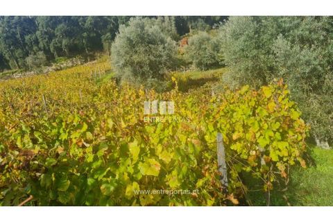 Helårsgrund i Ancede e Ribadouro, Porto, Ancede e Ribadouro - € 37.500 | Ref: MC09731 - foto 19