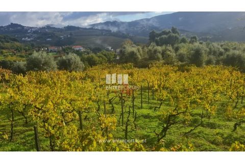Helårsgrund i Ancede e Ribadouro, Porto, Ancede e Ribadouro - € 37.500 | Ref: MC09731 - foto 21