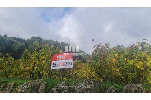 Helårsgrund i Ancede e Ribadouro, Porto, Ancede e Ribadouro - € 37.500 | Ref: MC09731 - foto 22