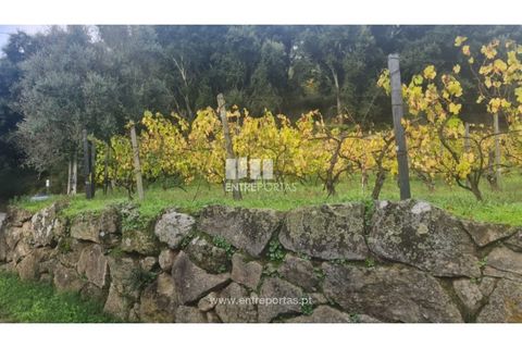 Helårsgrund i Ancede e Ribadouro, Porto, Ancede e Ribadouro - € 37.500 | Ref: MC09731 - foto 28