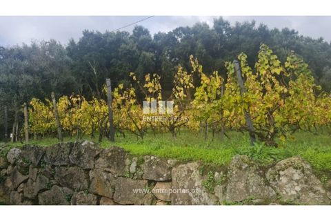 Helårsgrund i Ancede e Ribadouro, Porto, Ancede e Ribadouro - € 37.500 | Ref: MC09731 - foto 29