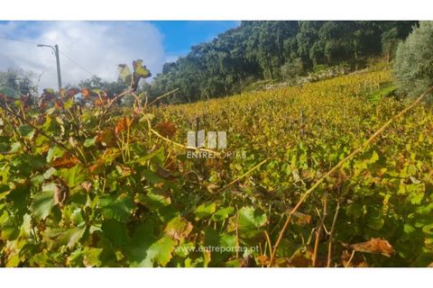 Helårsgrund i Ancede e Ribadouro, Porto, Ancede e Ribadouro - € 37.500 | Ref: MC09731 - foto 30