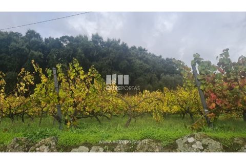 Helårsgrund i Ancede e Ribadouro, Porto, Ancede e Ribadouro - € 37.500 | Ref: MC09731 - foto 31