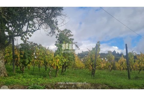Helårsgrund i Ancede e Ribadouro, Porto, Ancede e Ribadouro - € 37.500 | Ref: MC09731 - foto 33