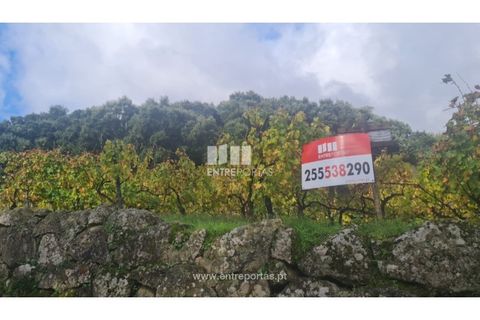 Helårsgrund i Ancede e Ribadouro, Porto, Ancede e Ribadouro - € 37.500 | Ref: MC09731 - foto 36