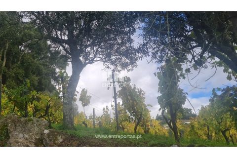 Helårsgrund i Ancede e Ribadouro, Porto, Ancede e Ribadouro - € 37.500 | Ref: MC09731 - foto 38