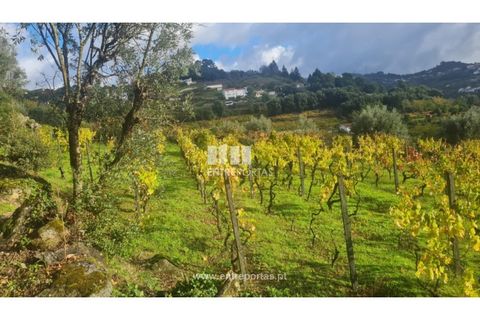 Helårsgrund i Ancede e Ribadouro, Porto, Ancede e Ribadouro - € 37.500 | Ref: MC09731 - foto 39