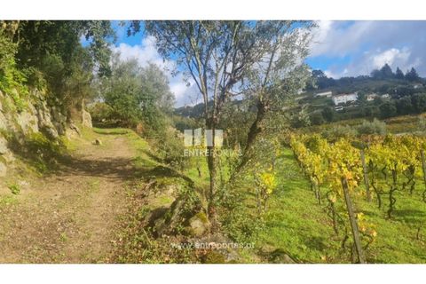 Helårsgrund i Ancede e Ribadouro, Porto, Ancede e Ribadouro - € 37.500 | Ref: MC09731 - foto 41
