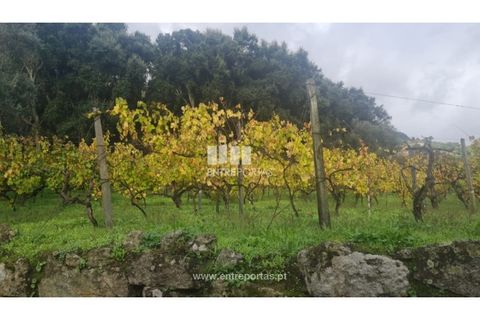Helårsgrund i Ancede e Ribadouro, Porto, Ancede e Ribadouro - € 37.500 | Ref: MC09731 - foto 42