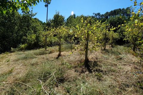 Helårsgrund i Moncao, Viana do Castelo, Moncao - € 15.000 | Ref: 4223 - foto 6
