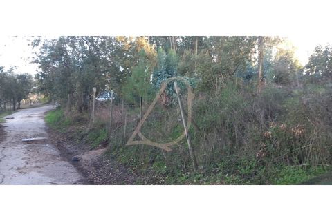 Terra a Alburitel, Santarem, Alburitel - € 38.000 | Ref: CV11010-125 - foto 3