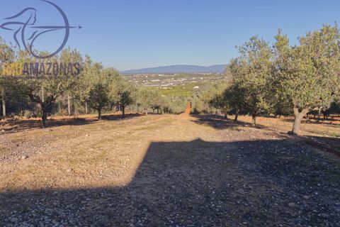 Landejendom i Lagoa, Faro, Lagoa - € 1.400.000 | Ref: 06-467 - foto 9
