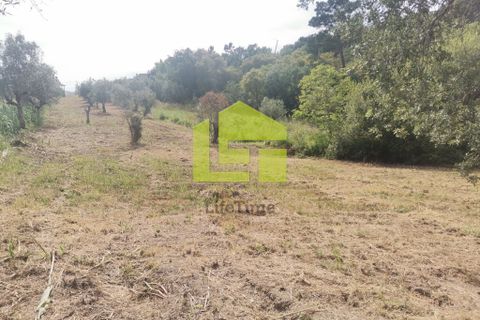Terra a Condeixa-a-Nova, Coimbra, Condeixa-a-Nova - € 42.000 | Ref: LT1045 - foto 13