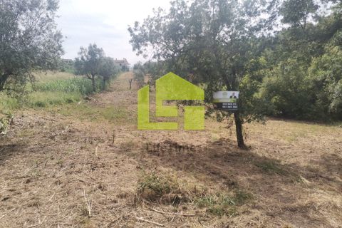 Terra a Condeixa-a-Nova, Coimbra, Condeixa-a-Nova - € 42.000 | Ref: LT1045 - foto 14