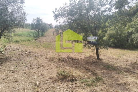 Terra a Condeixa-a-Nova, Coimbra, Condeixa-a-Nova - € 42.000 | Ref: LT1045 - foto 15