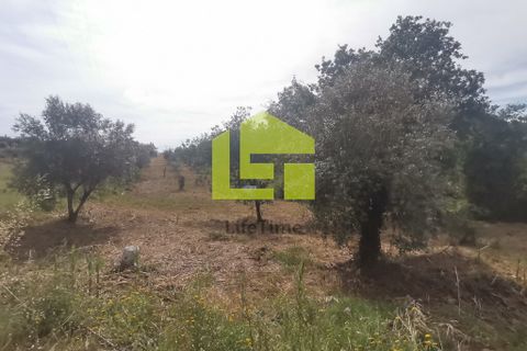 Terra a Condeixa-a-Nova, Coimbra, Condeixa-a-Nova - € 42.000 | Ref: LT1045 - foto 16