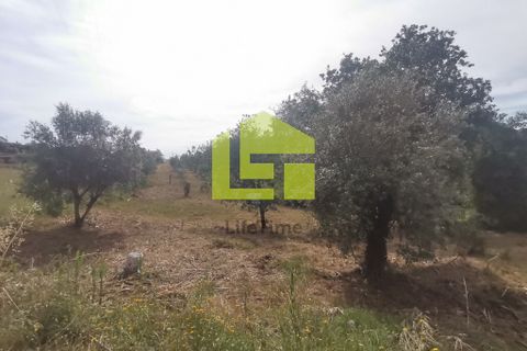 Terra a Condeixa-a-Nova, Coimbra, Condeixa-a-Nova - € 42.000 | Ref: LT1045 - foto 17
