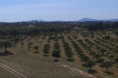 Herregård i Ermidas do Sado, Setubal, Ermidas do Sado - € 8 500 000 | Ref: HER15053.MVR - foto 6