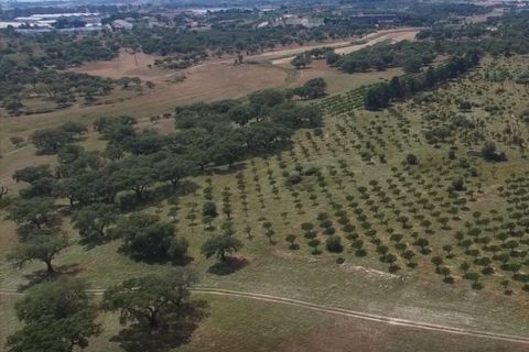 Herregård i Ermidas do Sado, Setubal, Ermidas do Sado - € 8 500 000 | Ref: HER15053.MVR - foto 10