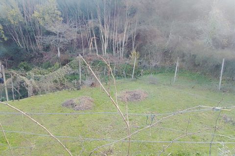 Terra a Cinfaes, Viseu, Cinfaes - € 35.000 | Ref: DH678 - foto 13