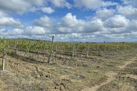 Farm hus i Scansano, Grosseto, Scansano - € 1.200.000 | Ref: a7631ta2014348a - foto 23