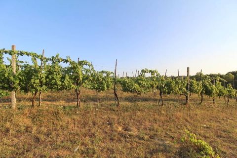 Landejendom i Siena, Siena, Siena - € 1.800.000 | Ref: a6292rc2107395a - foto 21