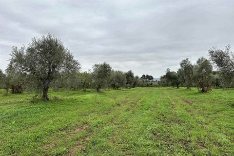 Farm hus i Roccastrada, Grosseto, Roccastrada - € 1.250.000 | Ref: a7631ta2400045a - foto 13
