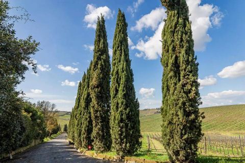 Landejendom i Vinci, Florence, Vinci - € 5.500.000 | Ref: a1190ra14684 - foto 17