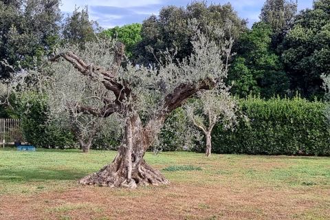 Villa a Castagneto Carducci, Livorno, Castagneto Carducci - € 880.000 | Ref: a1190rv62136 - foto 3