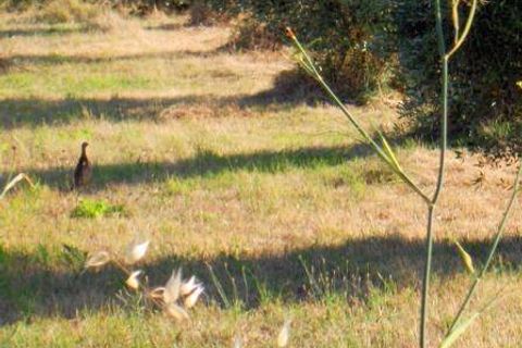 Farm hus i Capannori, Lucca, Capannori - € 630.000 | Ref: a6551ta1241134a - foto 14