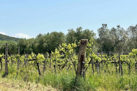 Farm hus i Roccastrada, Grosseto, Roccastrada - € 2.370.000 | Ref: a7631ta2334919a - foto 17