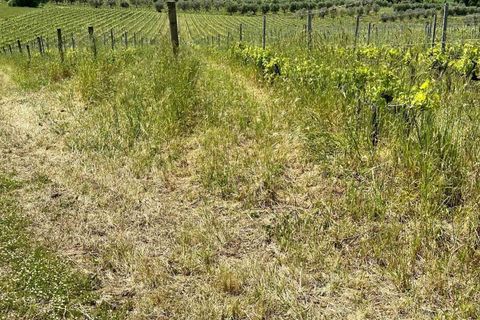 Farm hus i Roccastrada, Grosseto, Roccastrada - € 2.370.000 | Ref: a7631ta2334919a - foto 21