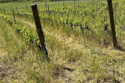 Farm hus i Roccastrada, Grosseto, Roccastrada - € 2.370.000 | Ref: a7631ta2334919a - foto 22