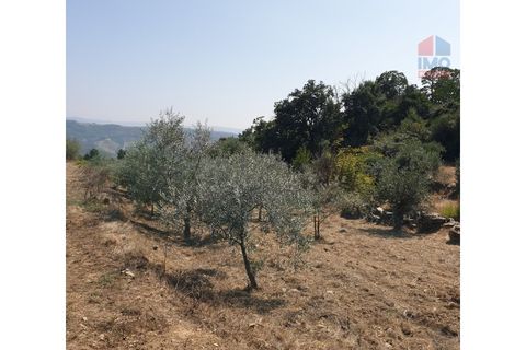 Farm i Vila Real, Vila Real, Vila Real - € 495.000 | Ref: 259200289 - foto 31