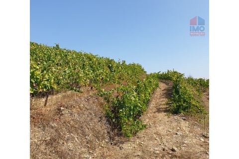 Farm i Vila Real, Vila Real, Vila Real - € 495.000 | Ref: 259200289 - foto 33